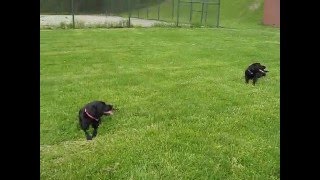Funny dogs Harley and Loa decide to get down to business! by Harley and Loa Bark Badges 16,312 views 8 years ago 1 minute, 50 seconds