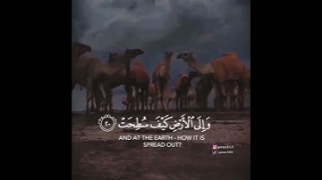 أفلا ينظرون الى الإبل كيف خلقت { القارئ عبد الرحمن مسعد } 🌿💜  #_السعودية  #_قران