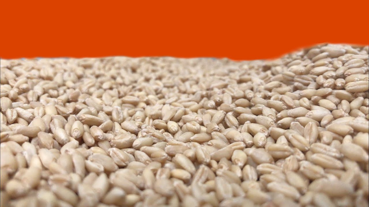 How To Mill Wheat Berries At Home YouTube how-to-mill-wheat-berries-at-home-youtube