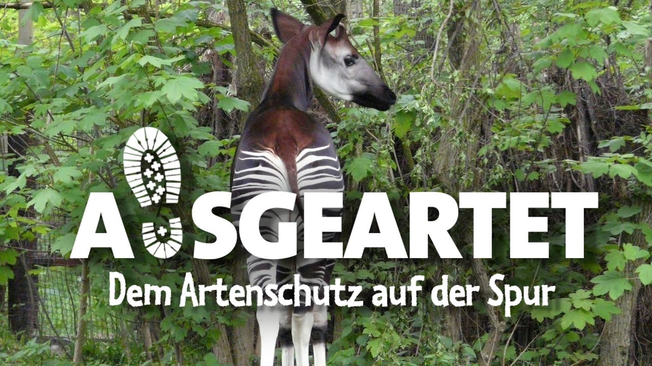 AUSGEARTET - Folge 48: Mit Tana Schleinschock auf den Spuren der Okapis