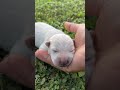What a cute snoring baby #cute #shortvideo #shorts
