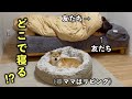 いつもママが寝る布団で友だちが寝たら愛犬はどこで寝るのか検証してみたらまさかの結果になりました
