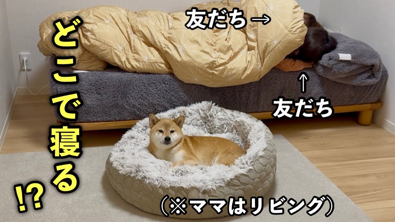 いつもママが寝る布団で友だちが寝たら愛犬はどこで寝るのか検証してみたらまさかの結果になりました