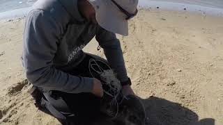 Seal Freed From Fishing Line Returns to the Ocean