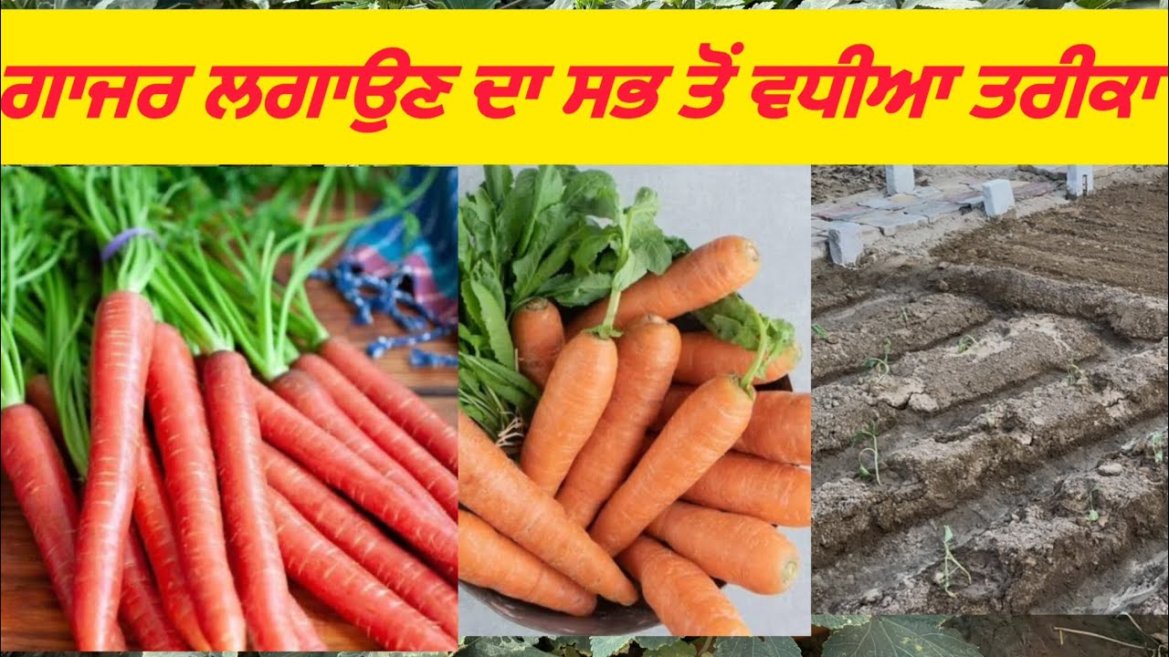ਗਰਮੀਆਂ ਵਿੱਚ ਗਾਜਰਾਂ 🥕🥕ਲਗਾਉਣ ਦਾ ਵਧੀਆ ਤਰੀਕਾ 