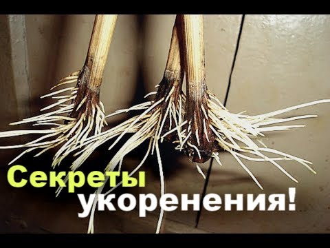 8 секретов укоренения черенков! Как укоренить черенок?