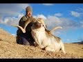 Marco Polo Hunting (Ovis Ammon Polii) - Tajikistan