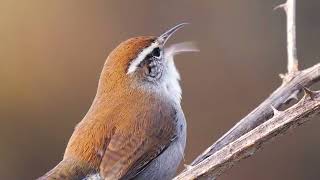 Bewick's Wren