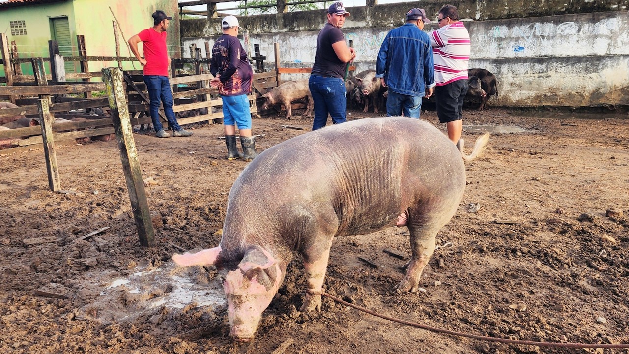 FEIRA DE SUÍNOS EM CARUARU-PE  03-03-2026 #nordeste