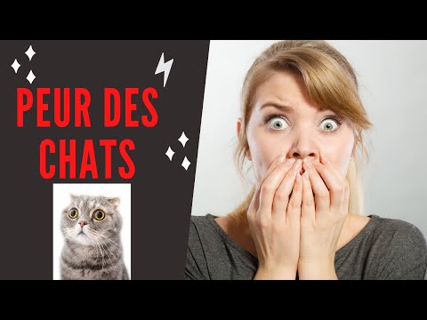 Vidéo: Phobies Des Orages Chez Les Chats