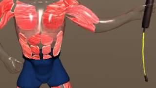 Bodyblade®: Muscle Activation Animation