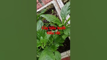Cây tiểu buốt tiểu rắt #tieubuot #tintuc #topgamedoithuonguytin