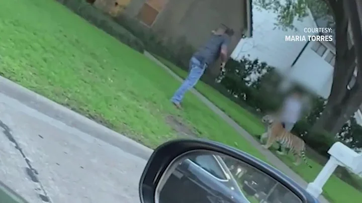 Tiger in Houston neighborhood: Off-duty deputy sha...