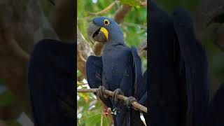 Suara Burung Makaw Hyacinth  shorts