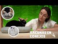 ¿SABES QUE TIENES QUE VACUNAR A TUS CONEJOS?