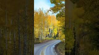 🍁Cozy Fall Drive 🚗 #scenic #fall #autumn #autumnfoliage