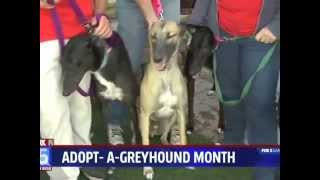 Greyhounds Take Over the Morning News
