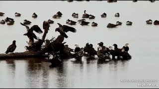 Mississippi Flyway Cam ~ A *HUGE* Council Of 30+ Eagles Convene Over One Big Fish!! 11.4.19