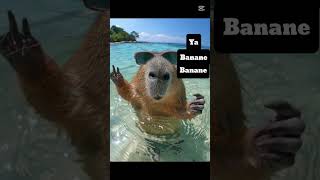 Ya Banane🤔😎🤚🏻