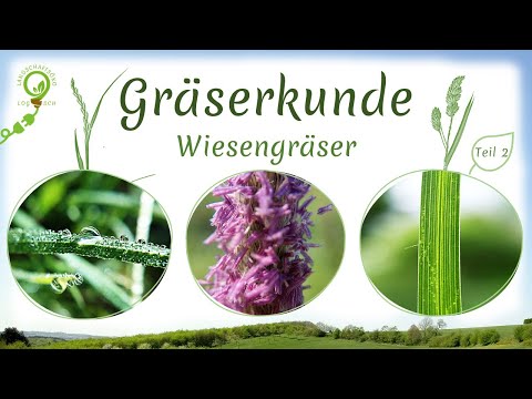 Video: Haben alle Gräser Blatthäutchen?