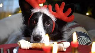 강아지도 크리스마스 꿈꾸며 잠들어요. 힐링음악영상 Dogs fall asleep dreaming of Christmas. Healing music video