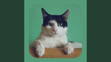 Background for Mysterious Cat