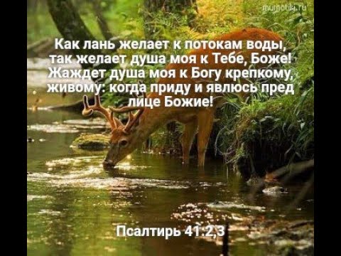 стих густой зелёный ельник у дороги. как лань желает к потокам. как лань желает к потокам воды так желает душа моя. как лань желает к потокам воды псалом. как лань желает к потокам.