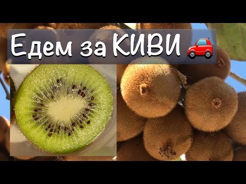 Video: Kiwis Vorteil