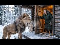 A Wild Lion Cub Brought His Sick Cub To An 80 Year Old S Door In 71 C Siberia Wilderness Survival