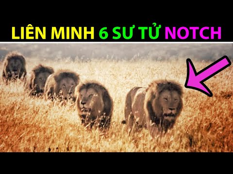 Video: Cấu trúc của một bầy sư tử. Kiêu hãnh là một bầy sư tử