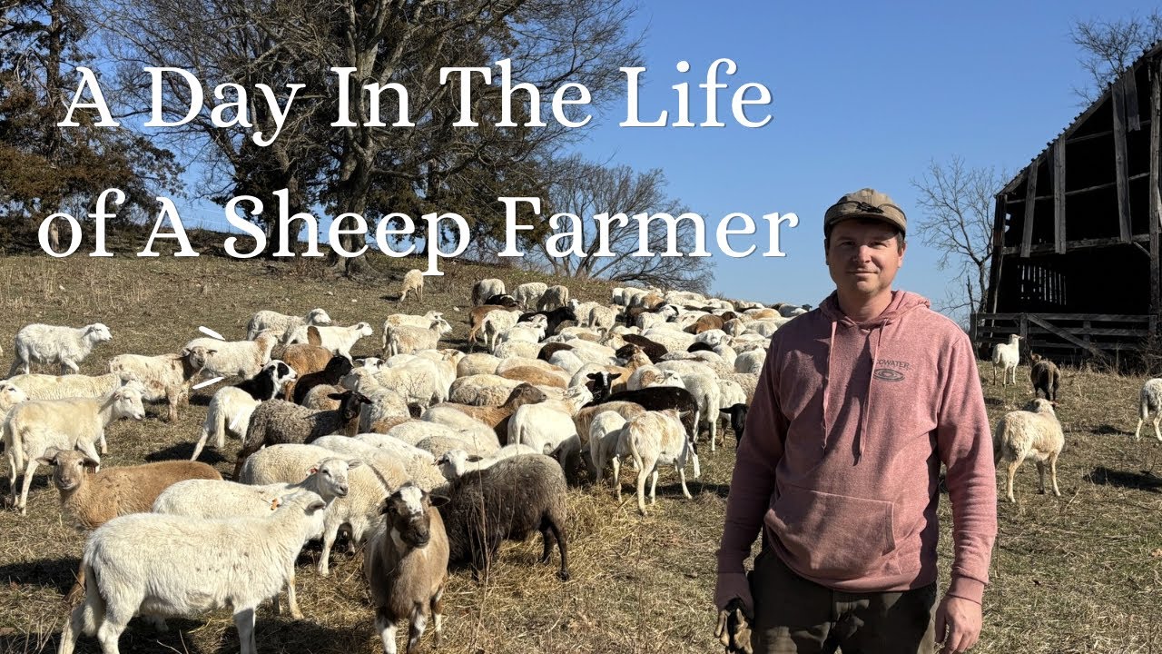 Changing Our Feeding Routine and Trying Something New With Our Hair Sheep! 