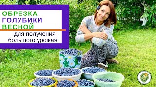 ОБРЕЗКА ГОЛУБИКИ ВЕСНОЙ для большого урожая//весенний уход за голубикой