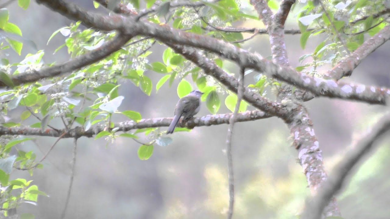 Brown-backed Solitaire (Myadestes occidentalis)