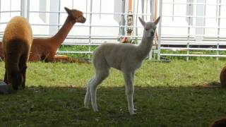 アルパカの赤ちゃん 2013 0830