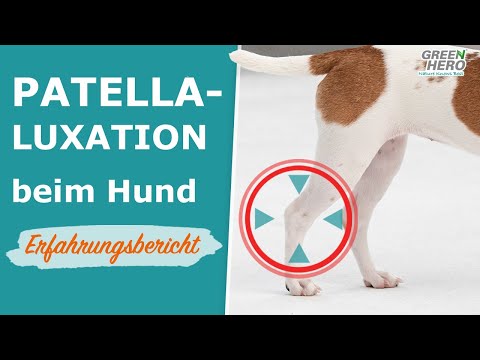 Video: Hinken Beim Hund: Ursachen Und Was Zu Tun Ist