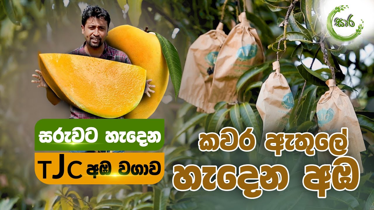 සරුවට හැදෙන TJC අඹ වගාව සාර | Sara Episode 30 Mango