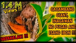 GAGAMBA, INAGAWAN ANG IBON NG PUGAD UPANG TIRAHAN !!!