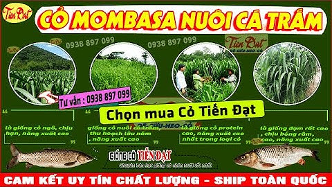 Giống cỏ nuôi cá trắm cỏ tốt nhất nên trồng là cỏ ghine mombasa