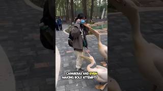 This Bird Will Try And Eat Anything