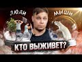 Как люди и мыши выживали в искусственной среде? Сравниваем эксперименты Биосфера-2 и Вселенная-25