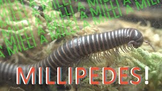 MILLIPEDES | 10 Exciting Facts about Millipedes