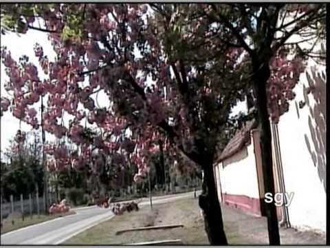 Videó: Sakura Bonsai: Hogyan Termeszthető Bonsai Japán Sakura Magból Otthon? Milyen Talajba érdemes Fát ültetni? Hogyan Vigyázzunk Rá Rendesen?