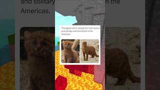 So Medieval Paintings Were Actually Accurate  memes shorts