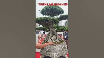 Chọn chồng không mê gái ở đây #bonsai #shorts