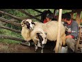 La stâna de oi BREZE din Poienile Zagrei | Ciobănesc carpatin ALFA in haită -  video 2020