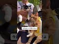 只是和猫一起出门就很幸福🥺🍃#猫 #猫のいる生活 #猫好き #お出かけ #癒し#shorts#cat #pet #catlover