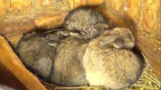 Крольчата - маленькие прикольные зверята, кролики