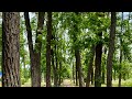 Пешая прогулка по парку | День 551