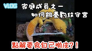 【家庭vlog】豹紋守宮會食自己啲皮⁉️應該如何飼養豹紋守宮 ... 