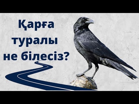 Бейне: Аю неліктен тлингит үшін ең қасиетті жануар?